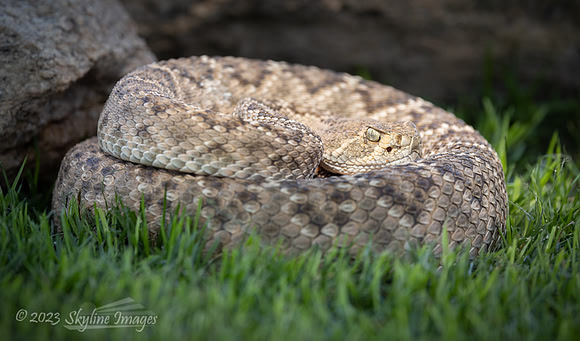 Western Diamondback Rattlesnake
