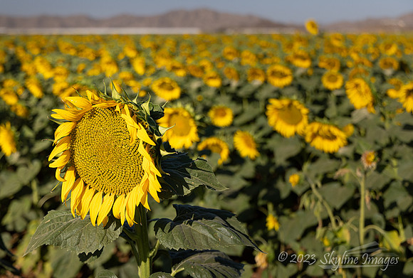 Maricopa, Arizona