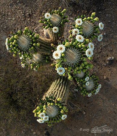 Congress Arizona