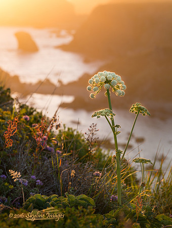 Sonoma County CA