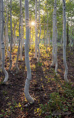 North Kaibab National Forest Arizona