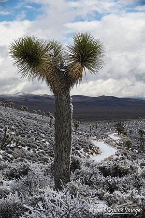 Lee Flat, Death Valley National Park