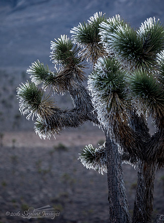 Lee Flat, Death Valley National Park