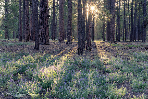 North Kaibab National Forest Arizona