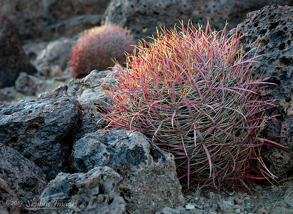 Mohave National Preserve, California