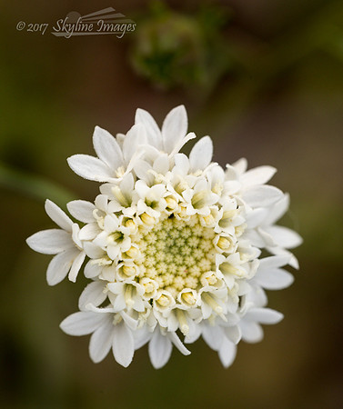 Desert Pincushion, Estrella Mountain Park AZ