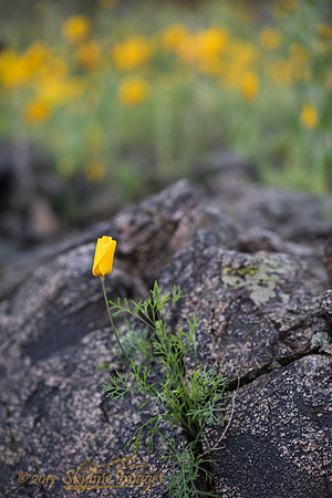 Poppy, Estrella Mountain Park AZ