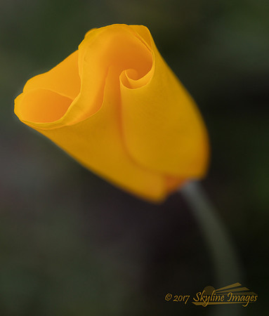 Poppy, Estrella Mountain Park AZ