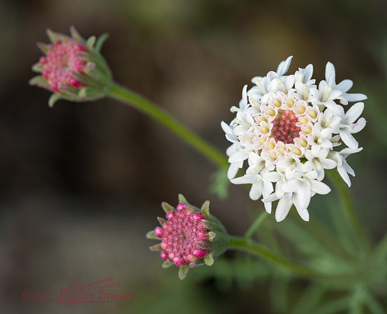 Desert Pincushion, Estrella Mountain Park AZ