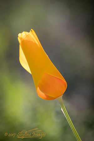 Poppy, White Tanks Regional Park AZ