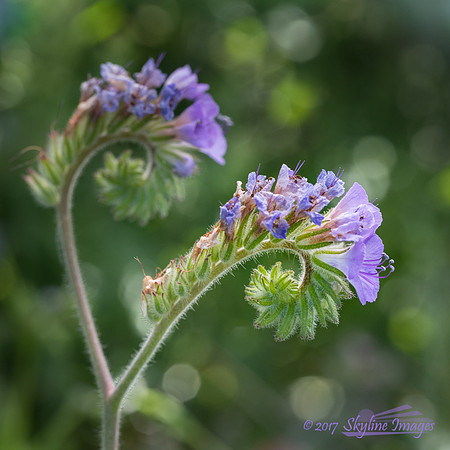 Phacelia, White Tanks Regional Park AZ