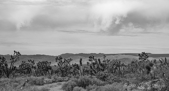 Mojave National Preserve, California
