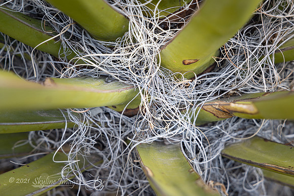 Mojave National Preserve, California