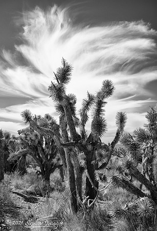 Mojave National Preserve, California