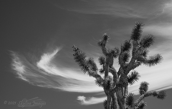 Mojave National Preserve, California