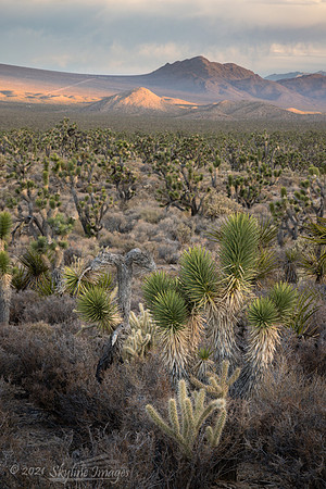 Mojave National Preserve, California