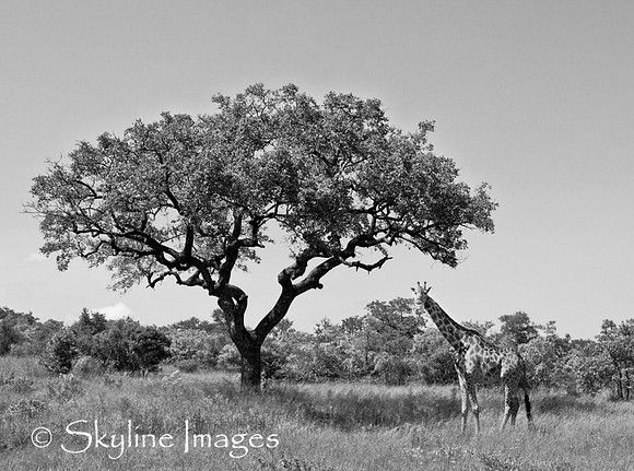 Girraffe, Sabi Sands, South Africa