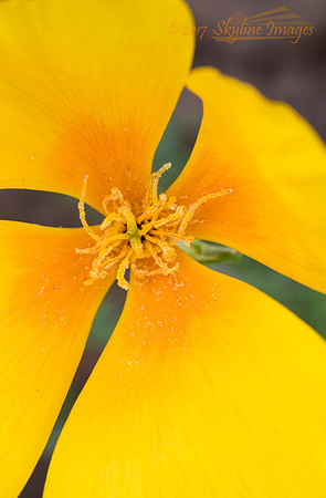Poppy, Lake Pleasant Regional Park
