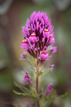 Owl's Clover, Lake Pleasant Regional Park