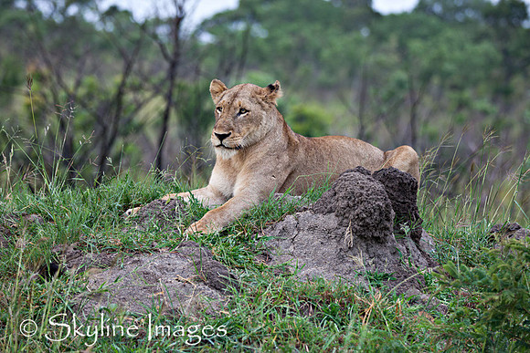Lion on Termite Mound, Sabi Sands, South Africa