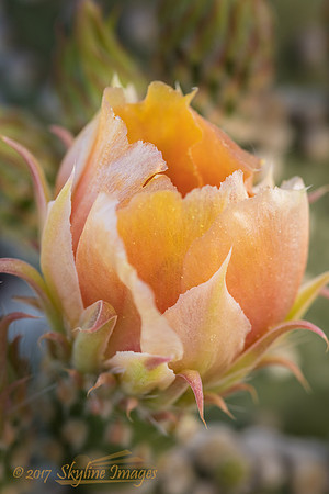 Opuntia Bloom, Phoenix
