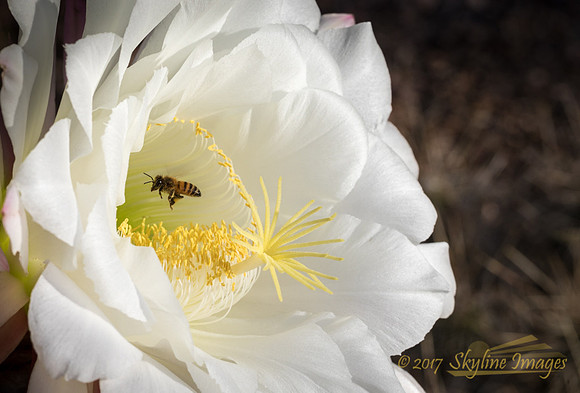 Argenitne Giant, Desert Botanical Garden, Phoenix