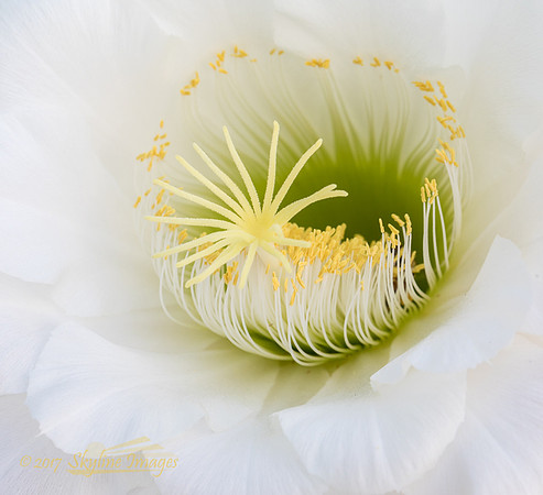 Argenitne Giant, Desert Botanical Garden, Phoenix