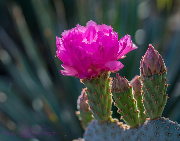 Opuntia Bloom, Phoenix