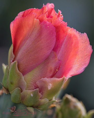 Opuntia Bloom, Phoenix
