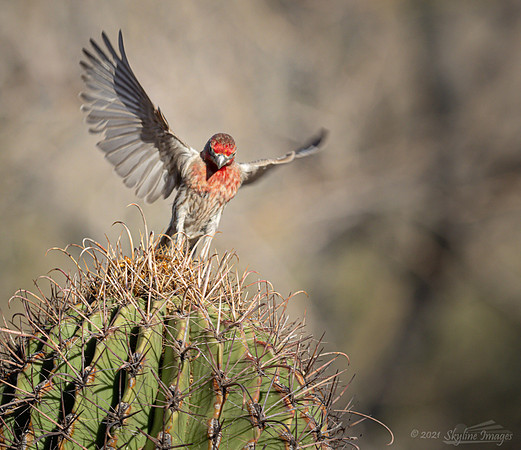 Marana Arizona