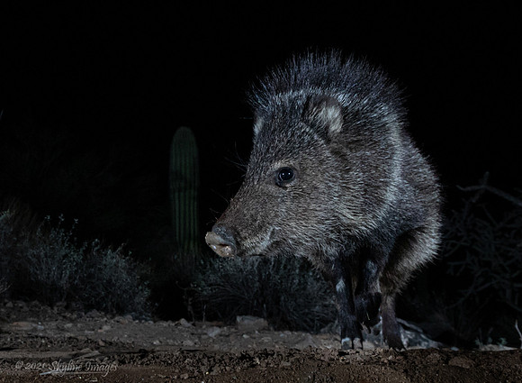 Marana Arizona