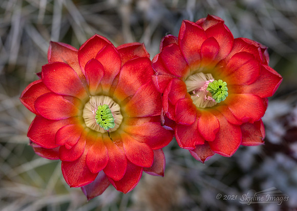 Yarnell Arizona