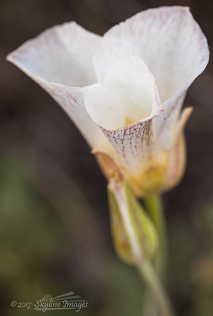 Sego Lily, Grand Canyon AZ