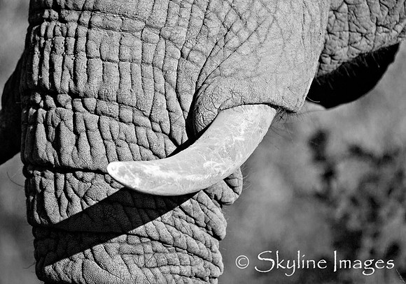 Elephant (detail), Sabi Sands, South Africa