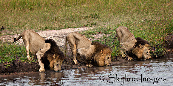 Male Lions Drinking, Sabi Sands, South Africa