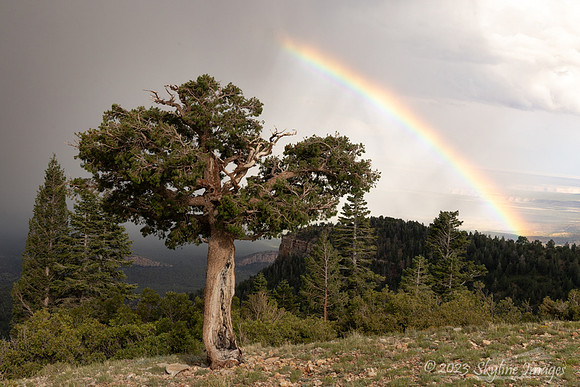Kaibab National Forest