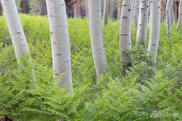 Kaibab National Forest Arizona