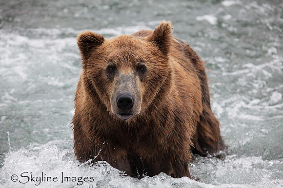 Brown Bear, Katmai NP, Alaska