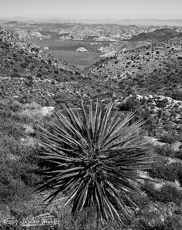 The View from Ryan Mountain Trail, Joshua Tree National Park CA
