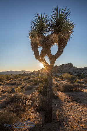 Joshua Tree National Park CA