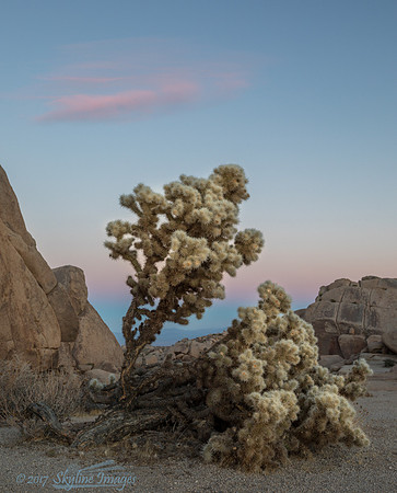 Joshua Tree National Park CA