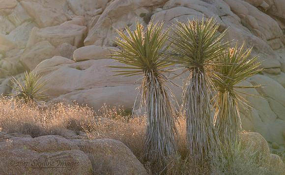 Joshua Tree National Park CA