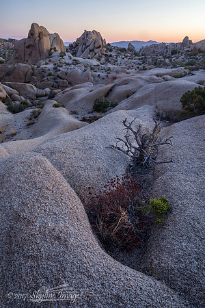 Joshua Tree National Park CA