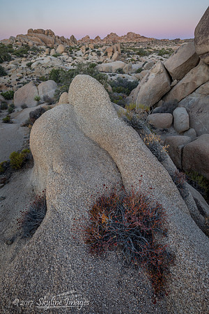 Joshua Tree National Park CA