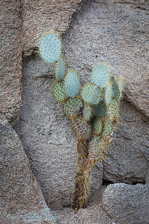 Joshua Tree National Park CA
