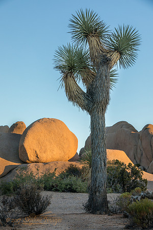 Joshua Tree National Park CA