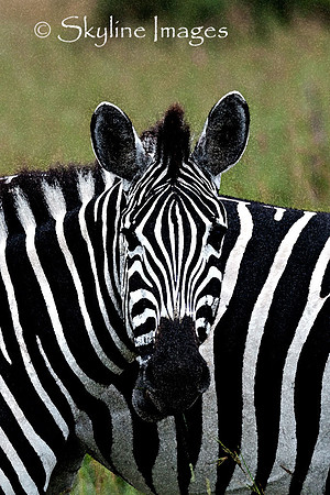 Burchells' Zebras, Sabi Sands, South Africa