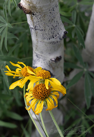 Fishlake National Forest, Utah