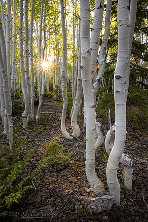 Kaibab National Forest, Arizona
