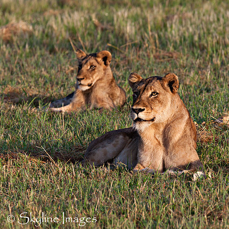 Lions, Sabi Sands, South Africa
